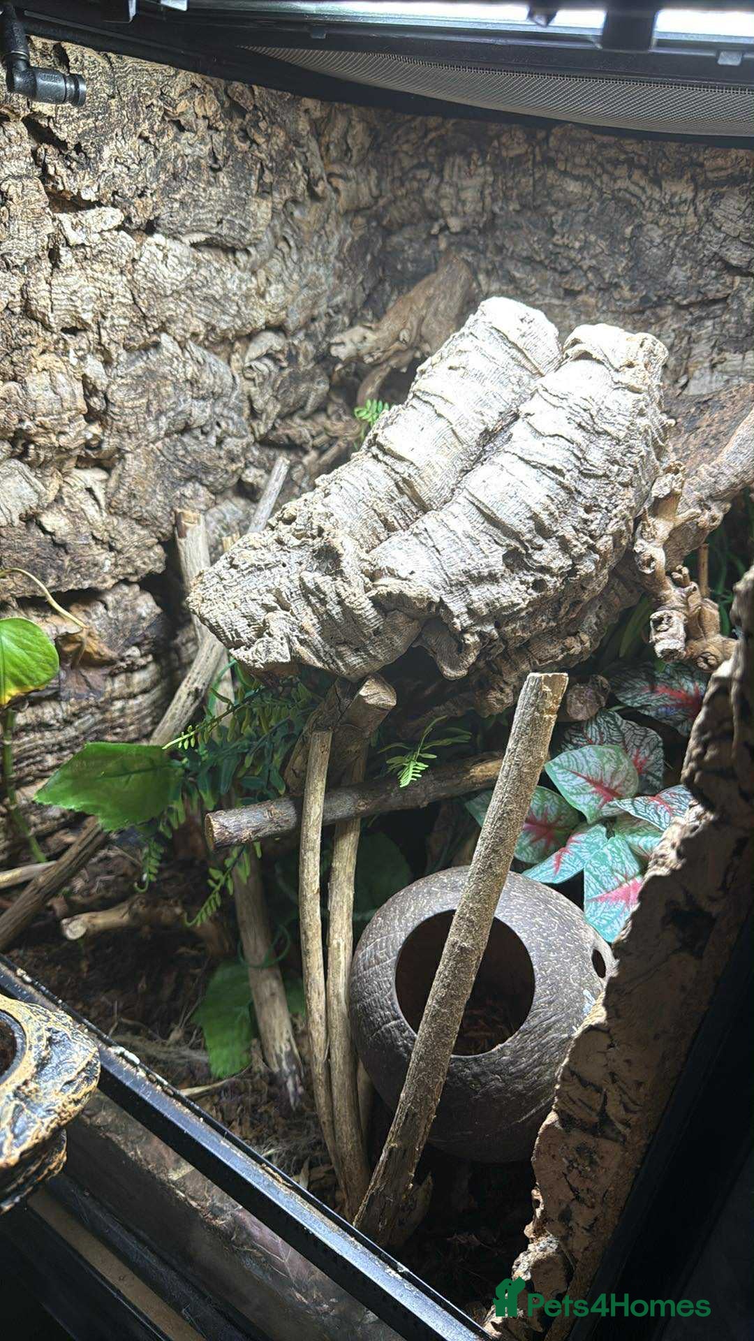 Gecko reptiles for sale: Crested geckos with full setups - Advert 8