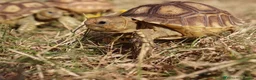 Tortoise reptiles for sale: BABY SULCATAS & SET UPS! - Advert 4