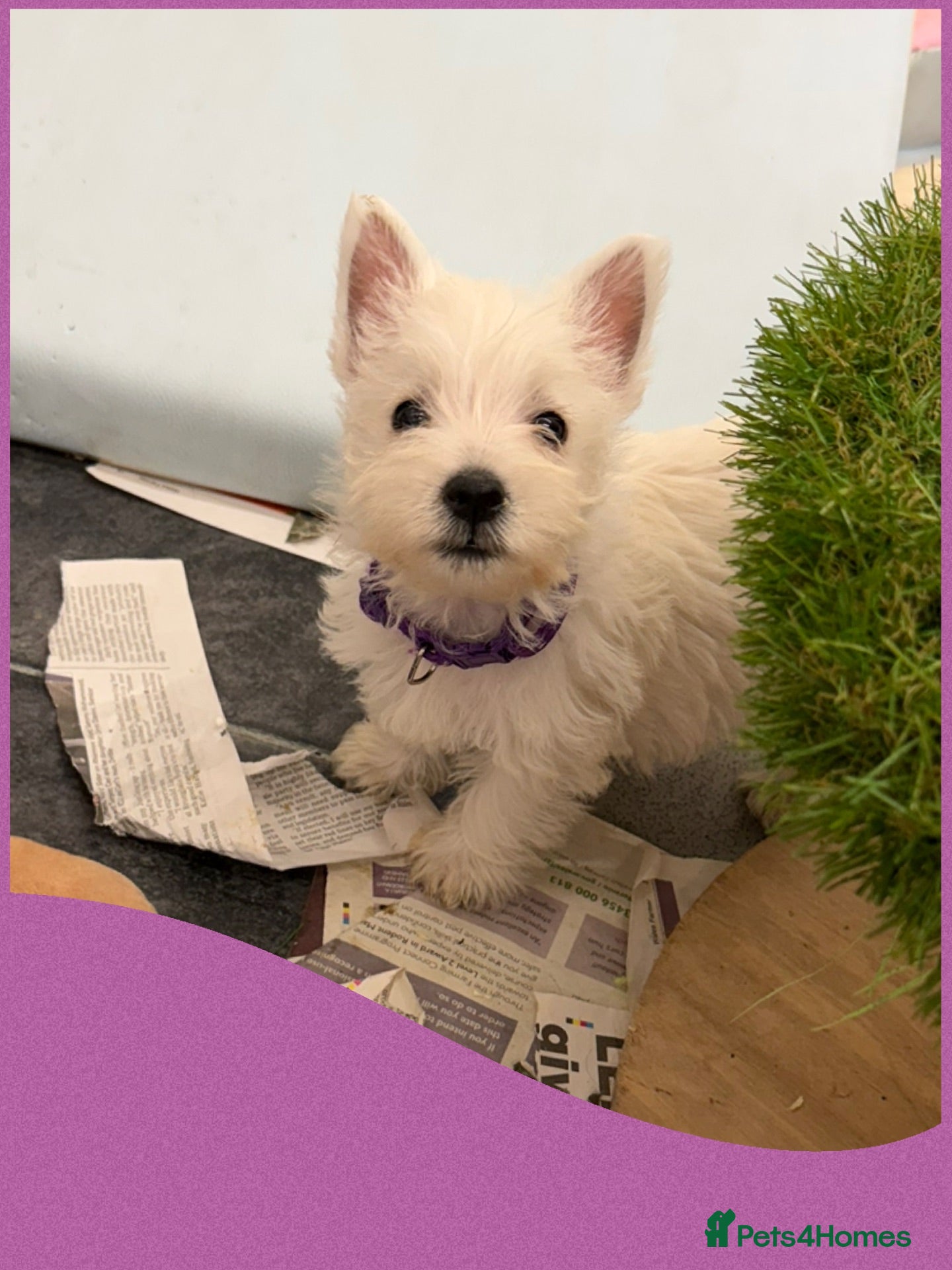 West Highland Terrier dogs West Highland Terrier Pups - Advert 1