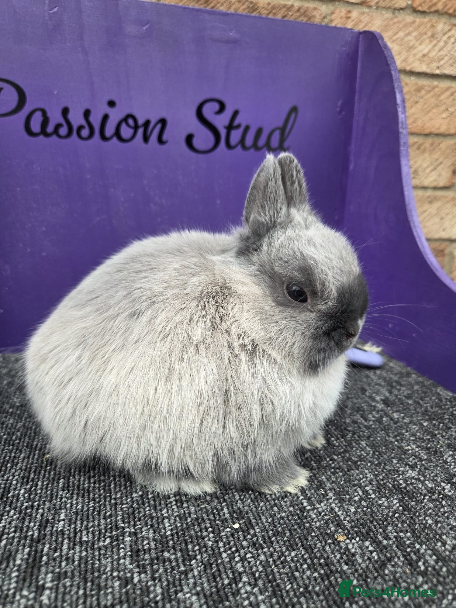 Netherland Dwarf rabbits Pure bred netherland dwarf buck - Advert 1