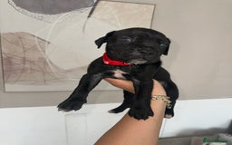 Cane Corso dogs for sale: Pure breed cane corso  - Image 17