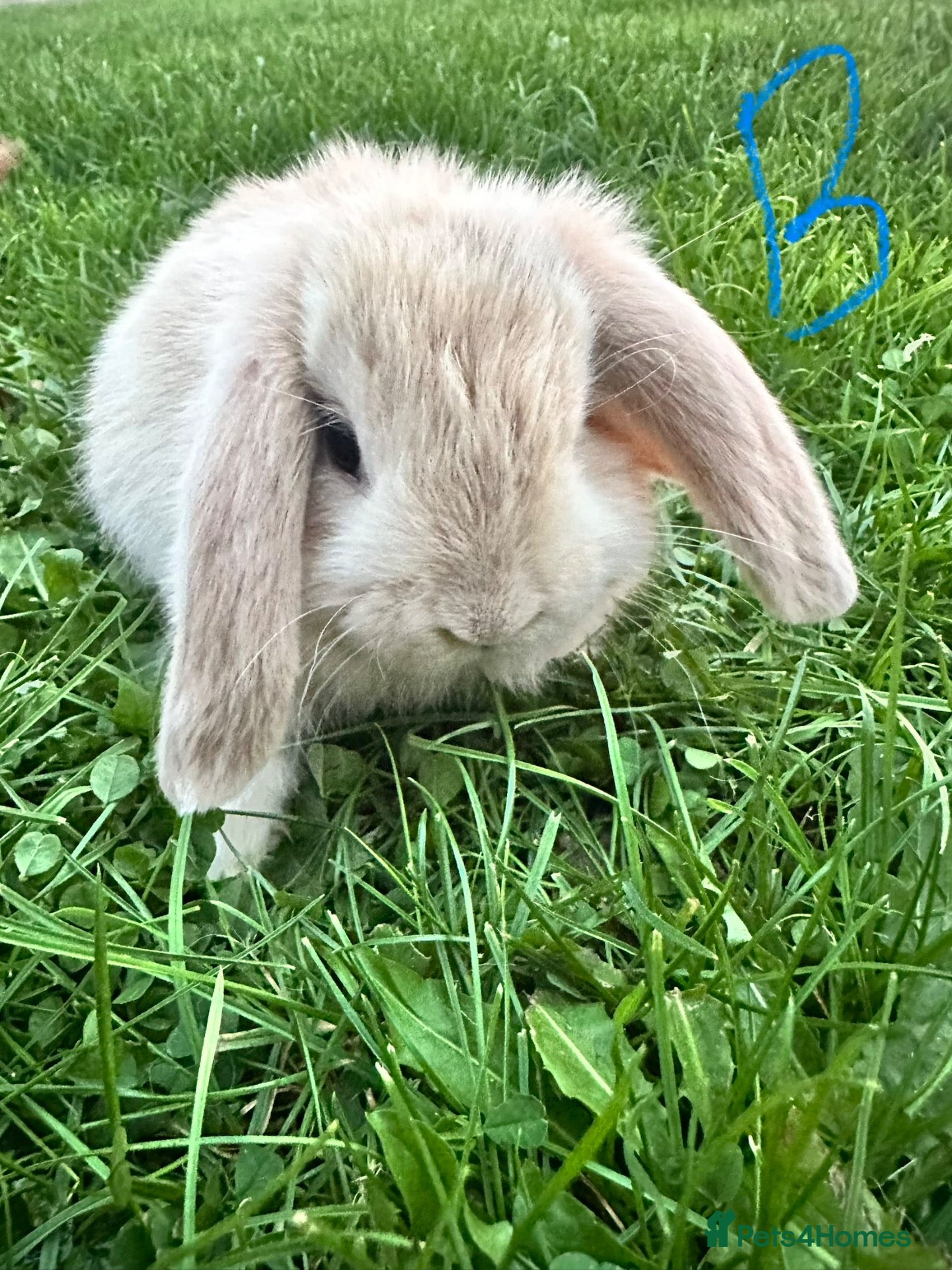Mini Lop rabbits Mini Lop Rabbits For Sale  - Advert 1