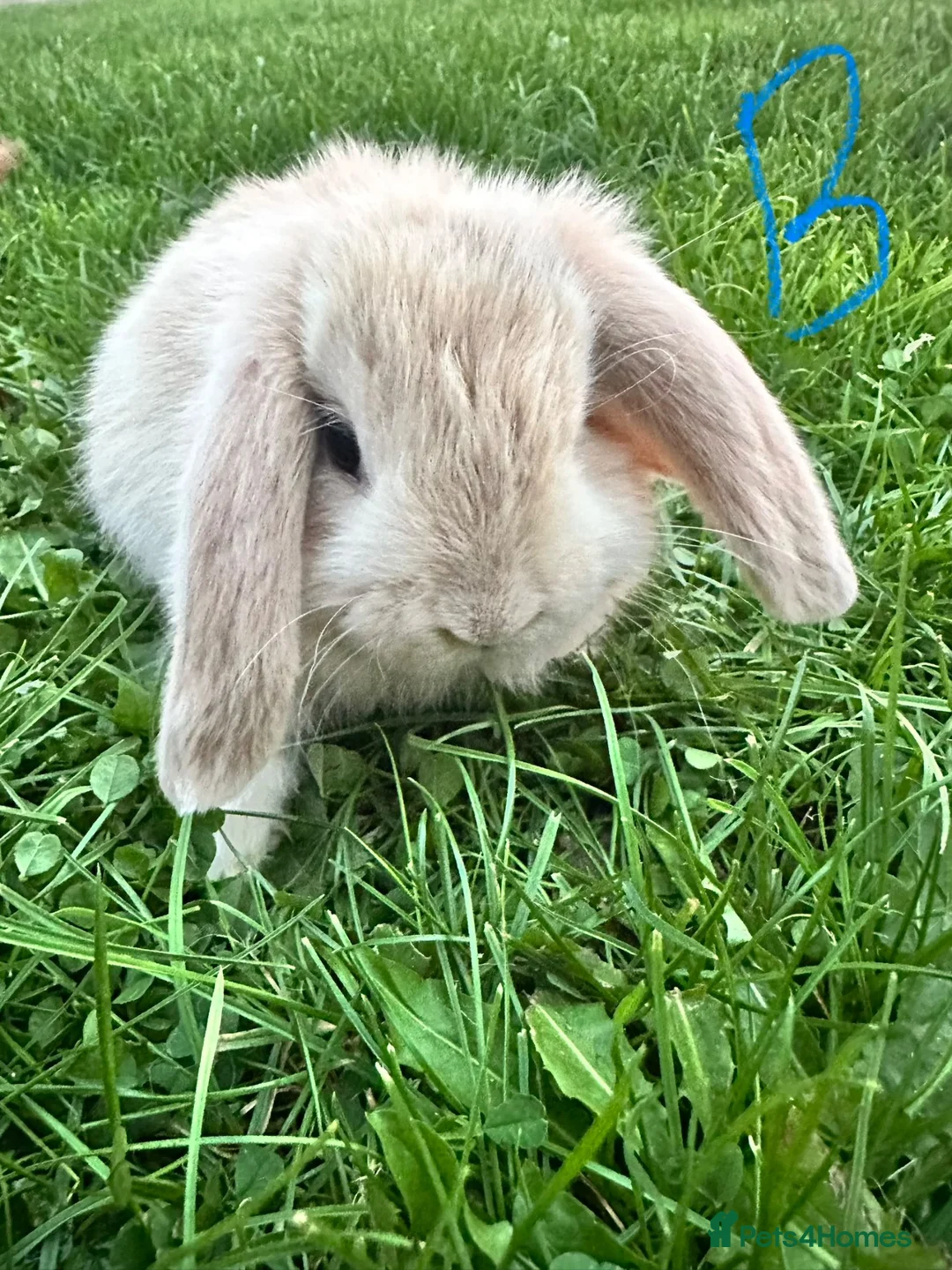 Mini Lop rabbits for sale: Mini Lop Rabbits For Sale  - Advert 1