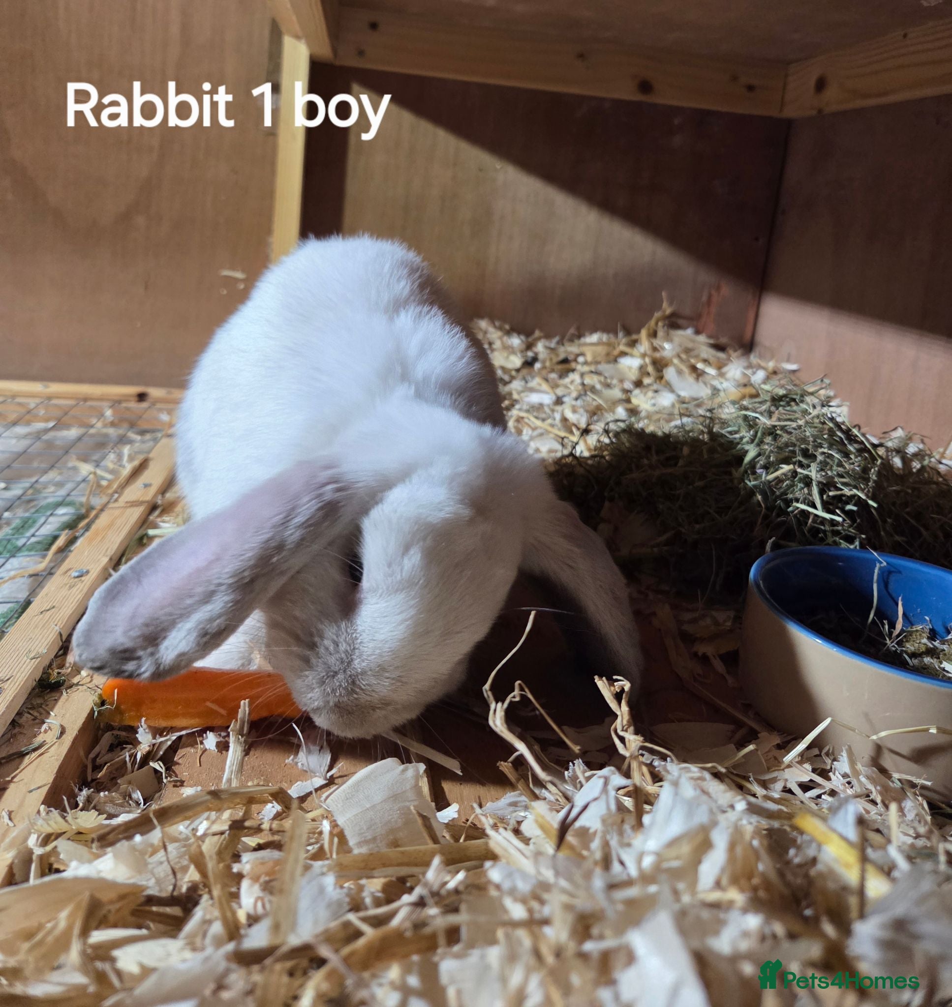 Mini Lop rabbits Mini lops forsale mixed sex - Advert 2