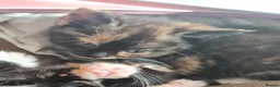 Mixed Breed cats for sale:  *2 LEFT* Beautiful Mixed Kittens For Sale 🐈‍⬛🐈 - Advert 2