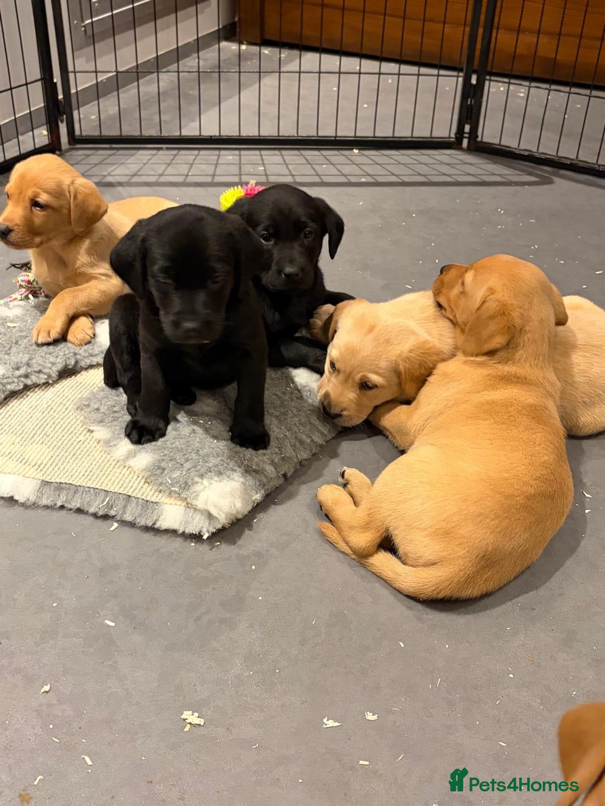 Labrador Retriever dogs KC REG Yellow/fox red and Black Labrador puppies  - Advert 2