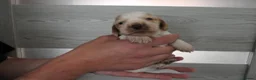 Cocker Spaniel dogs for sale: Show Type Cocker Spaniel Puppies in Nottingham - Advert 4