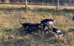 Mixed Breed dogs for sale: Collie x Huntaway - Image 7