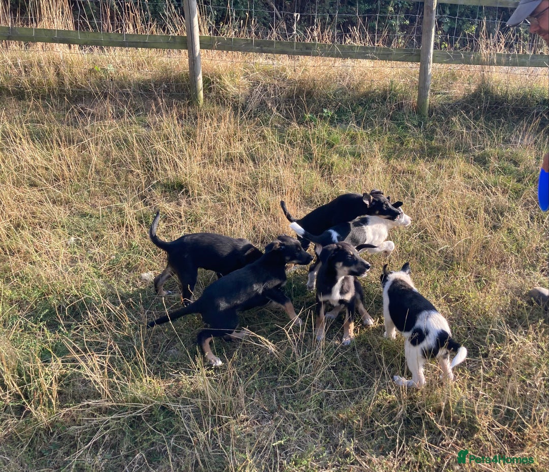 Mixed Breed dogs for sale: Collie x Huntaway - Image 7