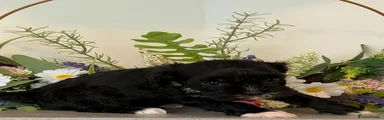 Puppy 4