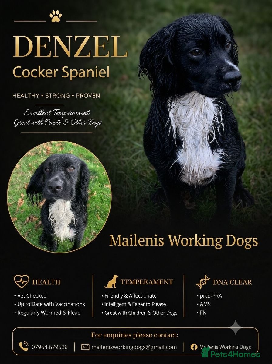 Cocker Spaniel dogs For Stud - working cocker spaniel  - Advert 1
