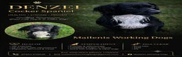 Cocker Spaniel dogs for stud: For Stud - working cocker spaniel  - Advert 1