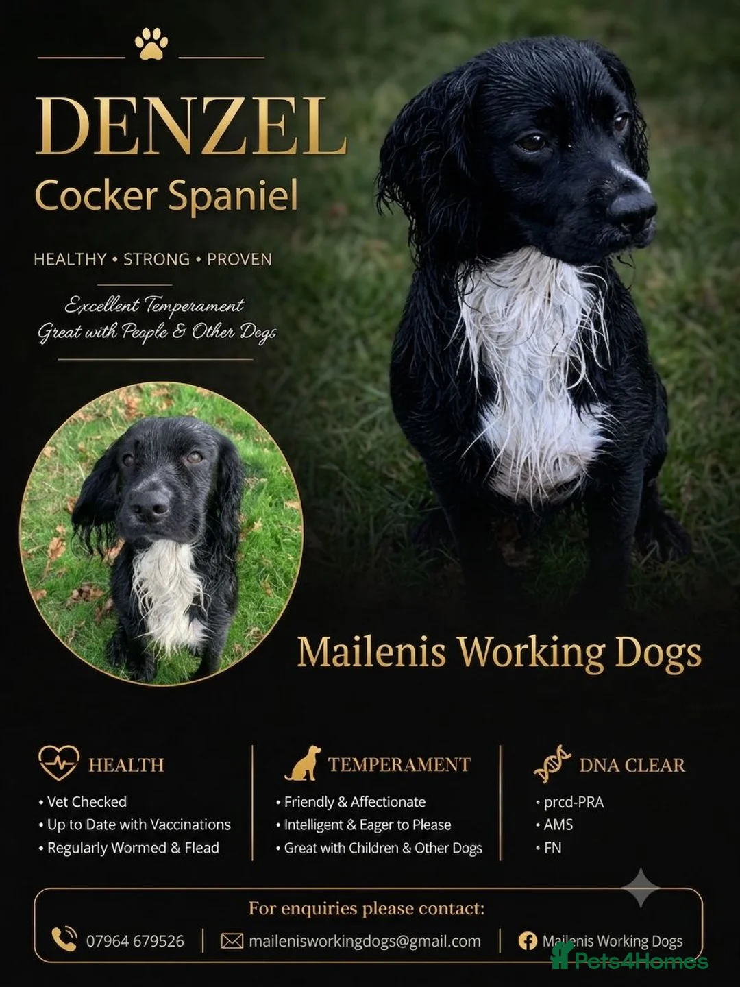 Cocker Spaniel dogs for stud: For Stud - working cocker spaniel  - Advert 1