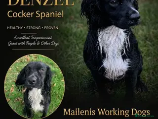Cocker Spaniel dogs For Stud - working cocker spaniel - Advert 1