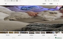 Persian cats for sale: Mother and daughter chinchilla persians - Image 4