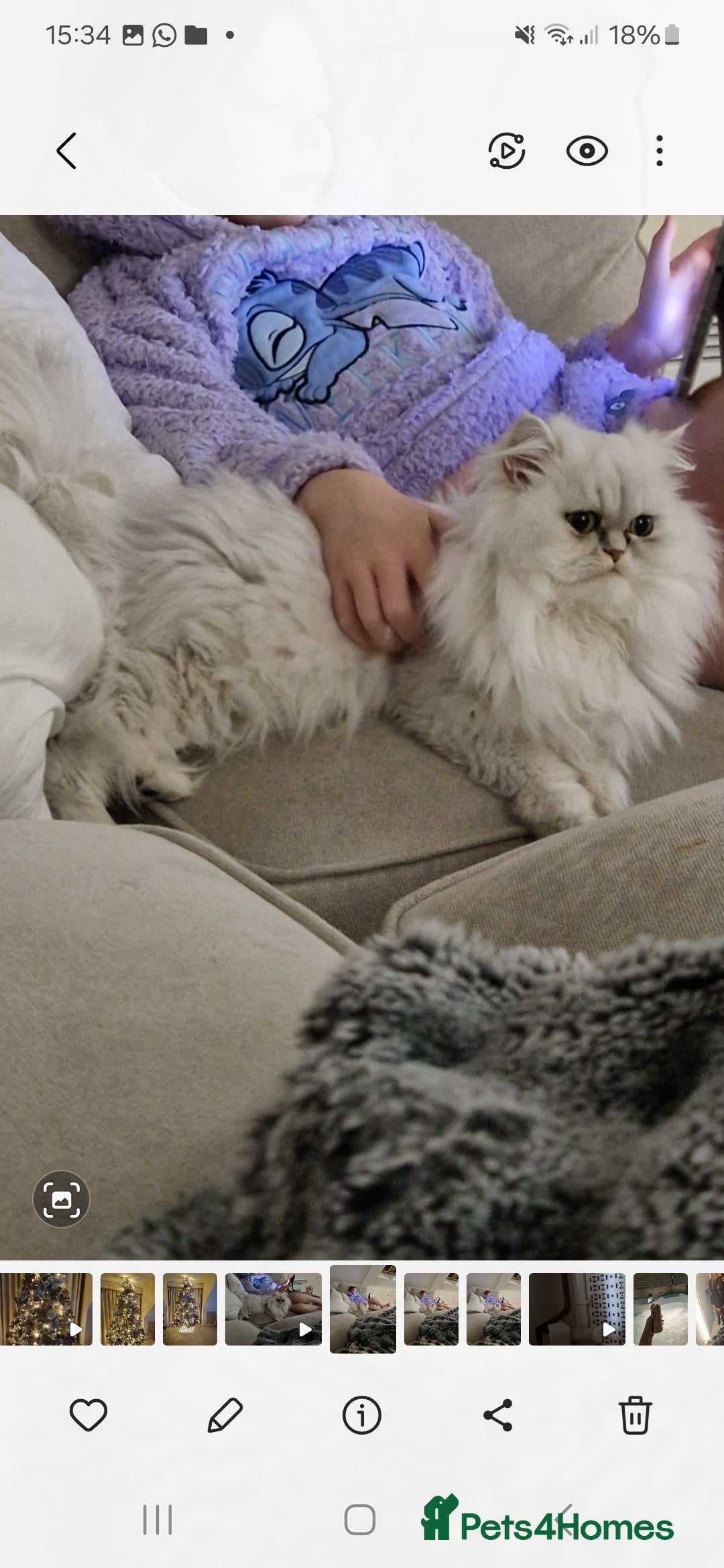 Persian cats for sale: Mother and daughter chinchilla persians - Image 4