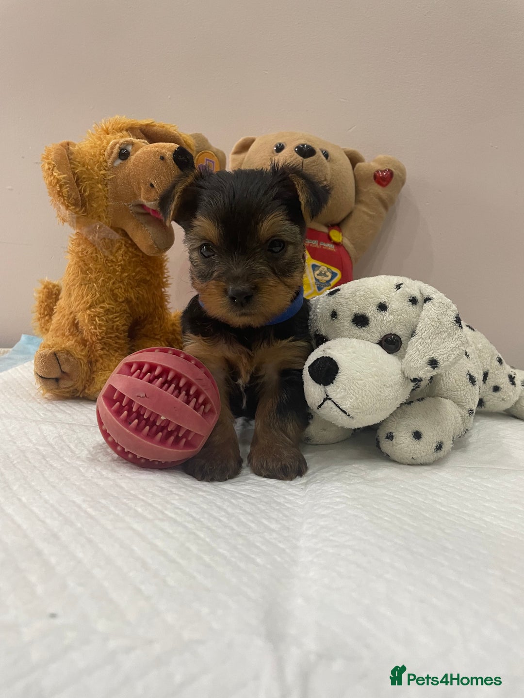 Yorkshire Terrier dogs for sale: One Yorkie left!! Kc registered  - Advert 1