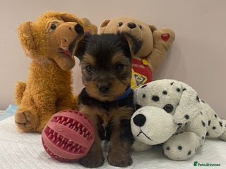 Yorkshire Terrier dogs *Only 2 kc registered pups left* - Advert 5