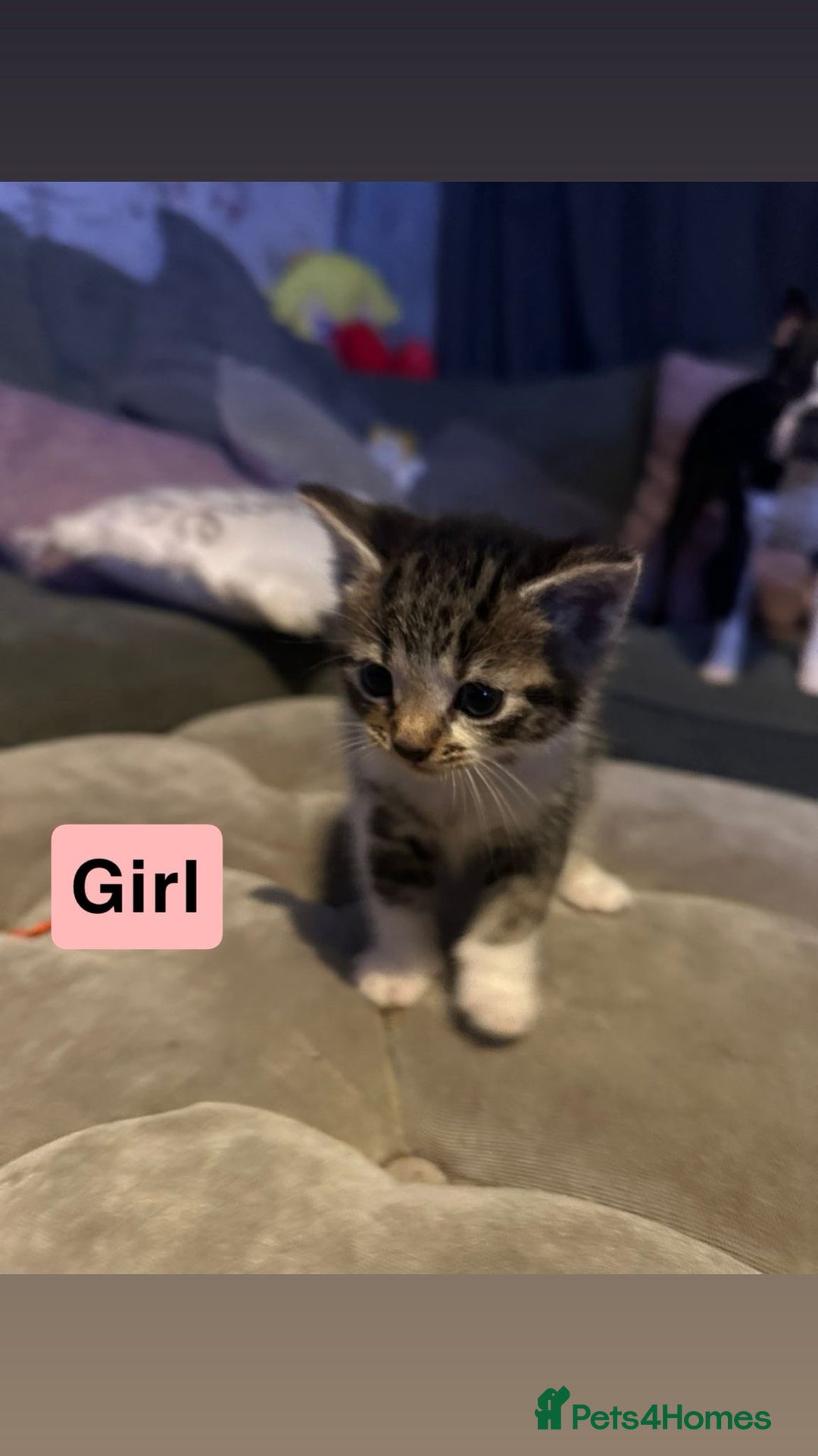 British Shorthair cats for sale: 5 Beatiful kittens - Advert 9