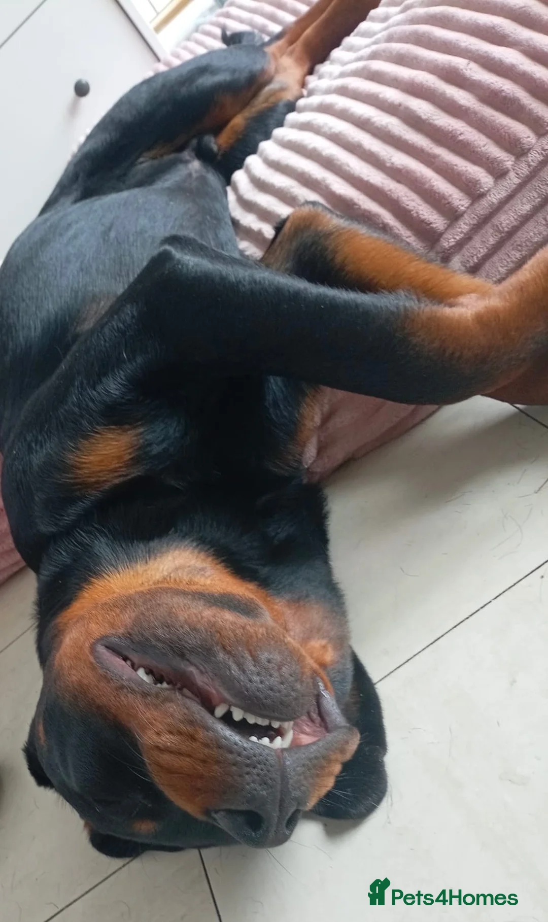 Rottweiler dogs for sale: Mr zeus  in Dagenham - Advert 2