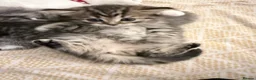 British Longhair cats for sale:  4 kitten Bsh & blh - Advert 4
