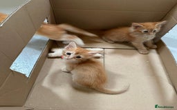 Maine Coon cats for sale: Red Maine coon female kittens, TICA reg - Image 15