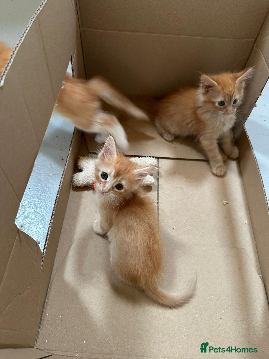 Maine Coon cats for sale: Red Maine coon female kittens, TICA reg - Image 15