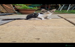 Mixed Breed cats for sale: 2 Beautiful female Kittens for sale. - Image 7