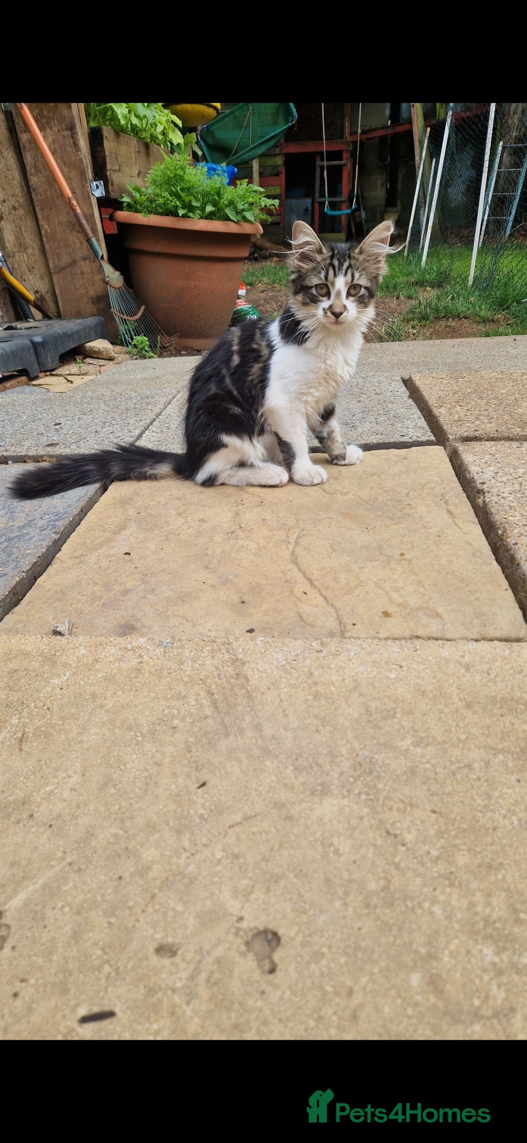 Mixed Breed cats for sale: 2 Beautiful female Kittens for sale. - Image 7