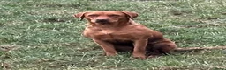 Labrador Retriever dogs for sale: EXCEPTIONAL LABRADOR PUPPIES FROM FTC LINE - Advert 2