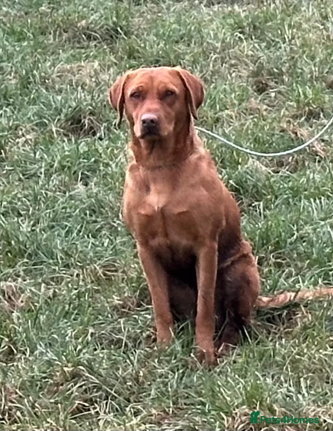 Labrador Retriever dogs for sale: EXCEPTIONAL LABRADOR PUPPIES FROM FTC LINE - Advert 2