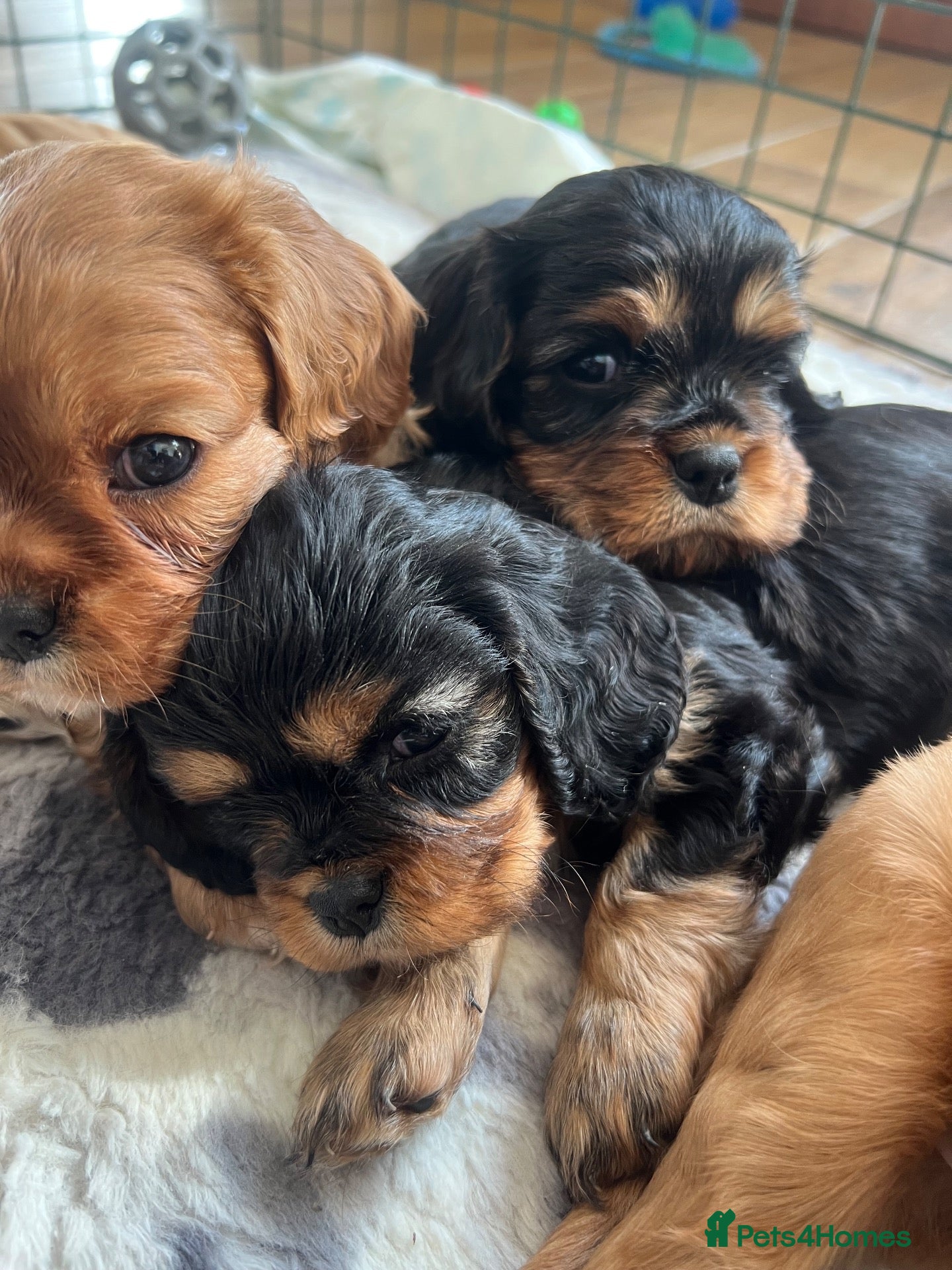 Cavapoo dogs Cavalier King Charles spaniels stunning  - Advert 16