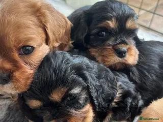 Cavapoo dogs Cavalier King Charles spaniels stunning - Advert 16