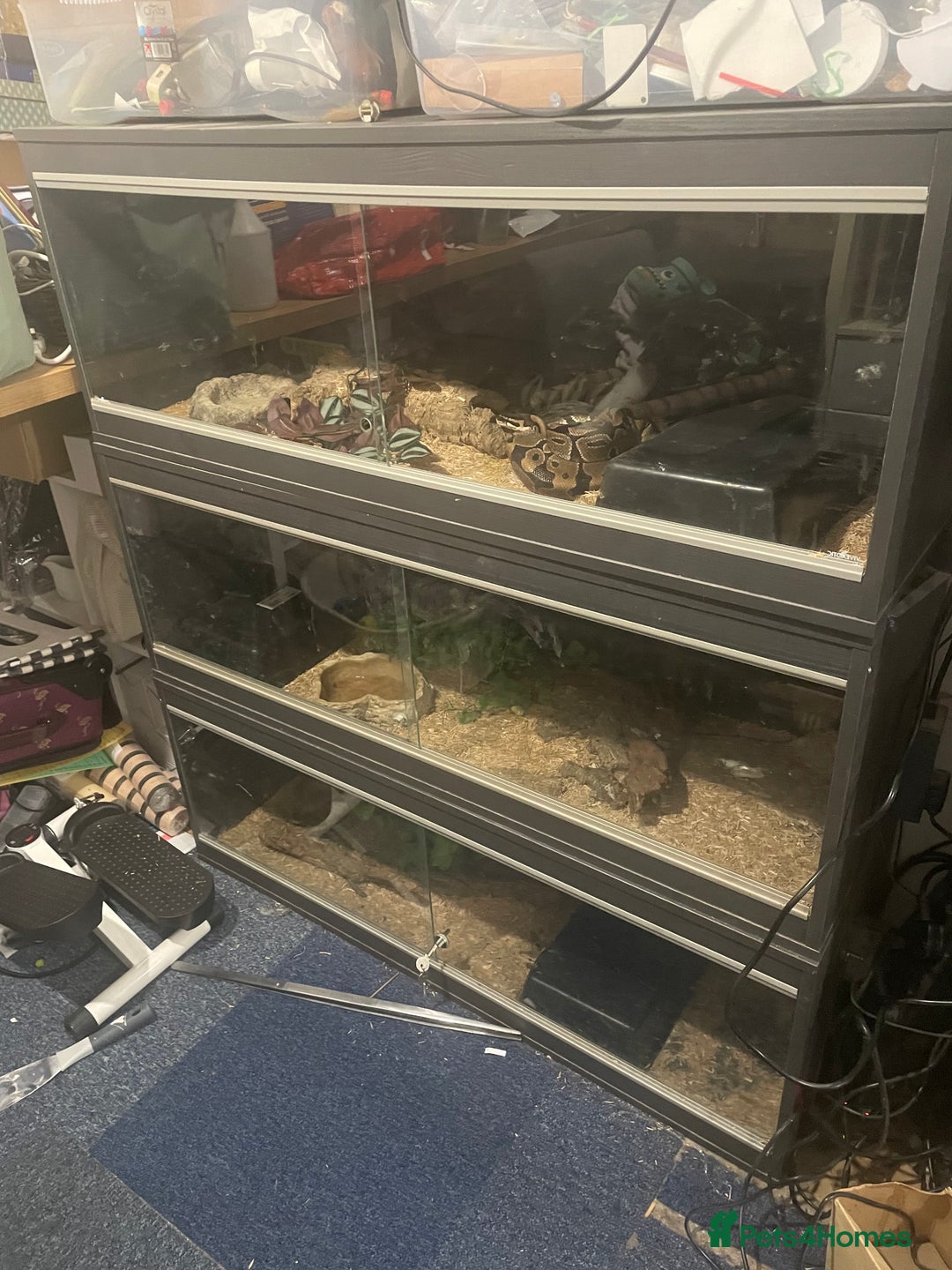 Python Snake reptiles for sale: Royal ball python - Image 16