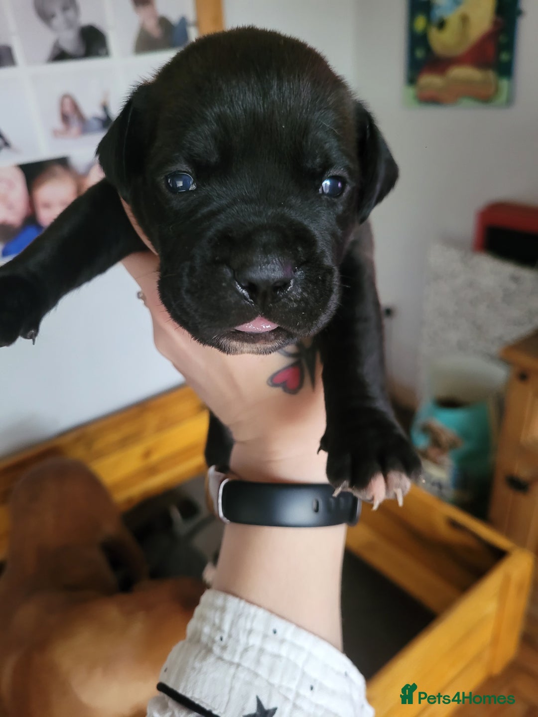 Mixed Breed dogs for sale: Douge de bordeaux x Presa Canerio  - Advert 32