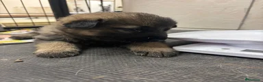 German Shepherd 1