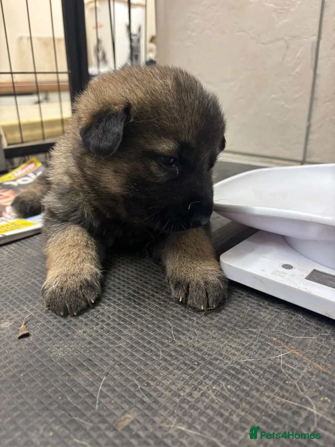 German Shepherd dogs for sale: German Shepard puppies  - Advert 5