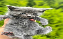 Mixed Breed cats for sale: 2 mixed breed girls(black ones left now). - Image 6