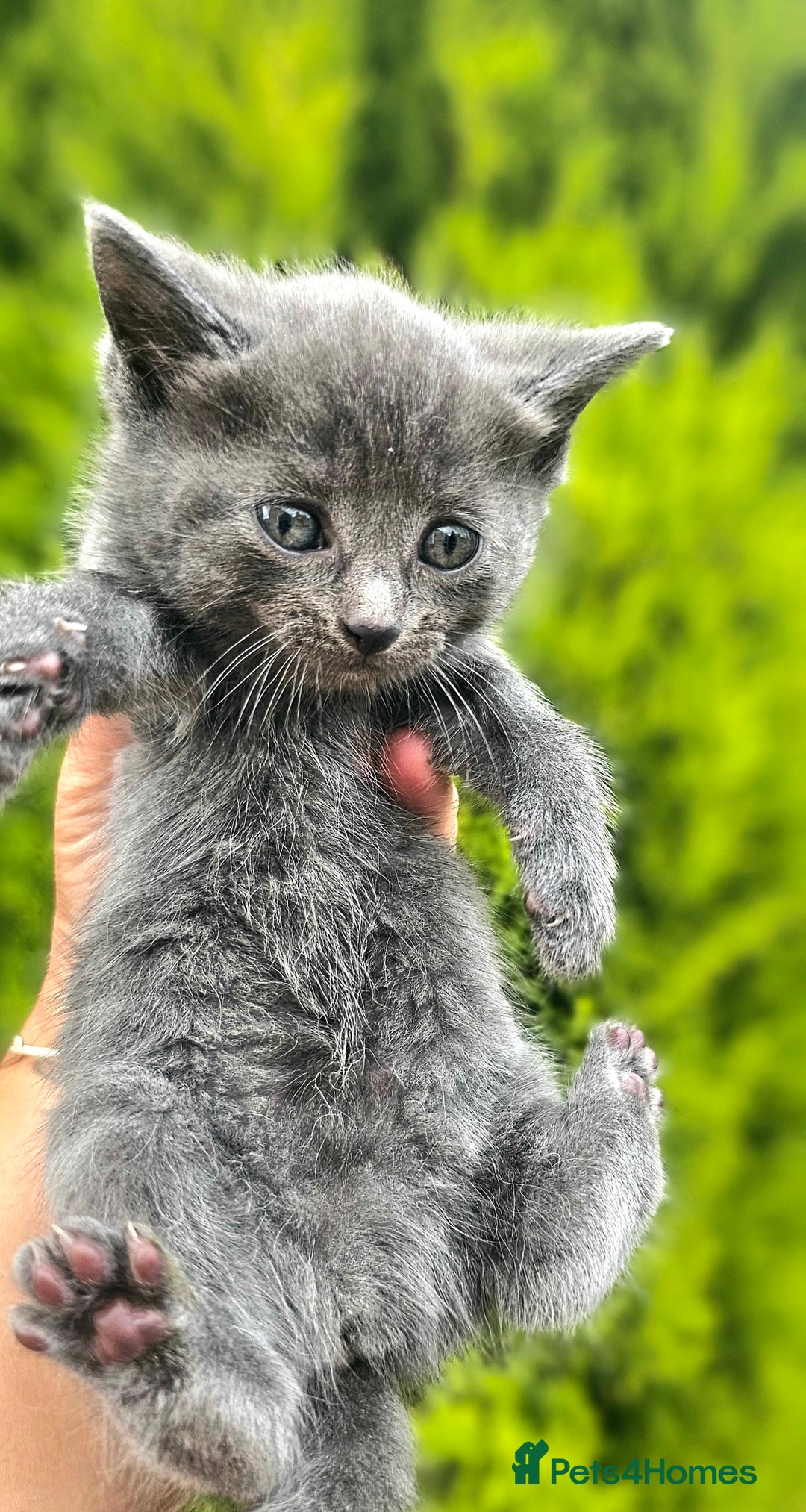Mixed Breed cats for sale: 2 mixed breed girls(black ones left now). - Image 6
