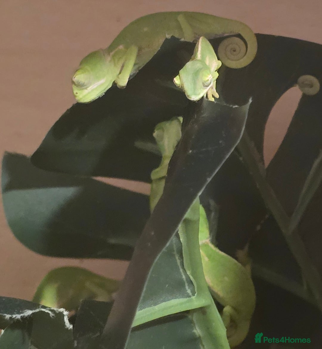 Chameleon reptiles for sale: veiled chameleon - Advert 5