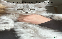 Maine Coon cats for sale: Pure brew fluffy mainecoon kittens  - Image 13