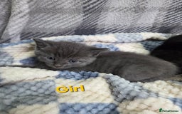 Mixed Breed cats for sale: Beautiful kittens  - Image 9