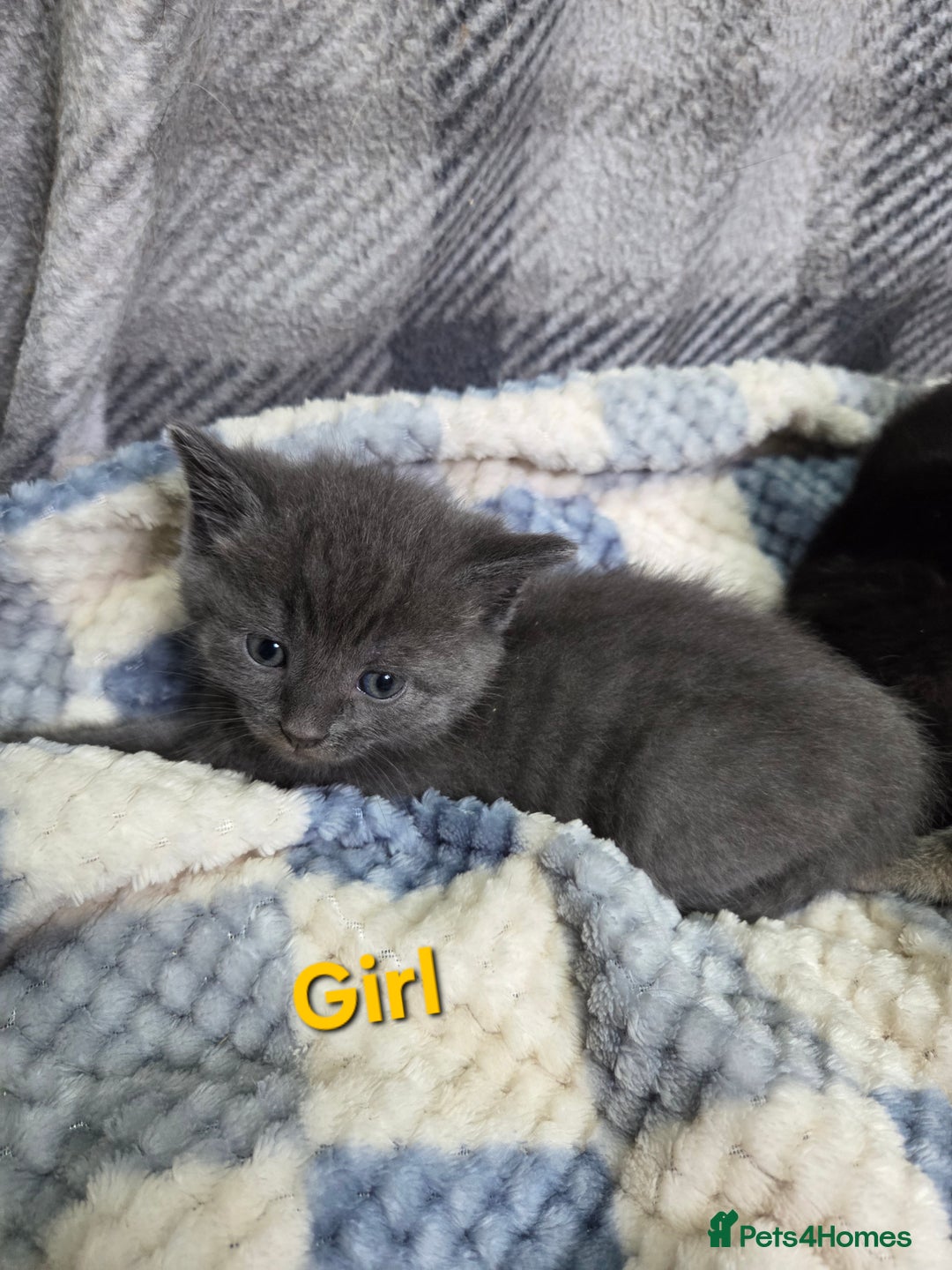 Mixed Breed cats for sale: Beautiful kittens  - Image 9