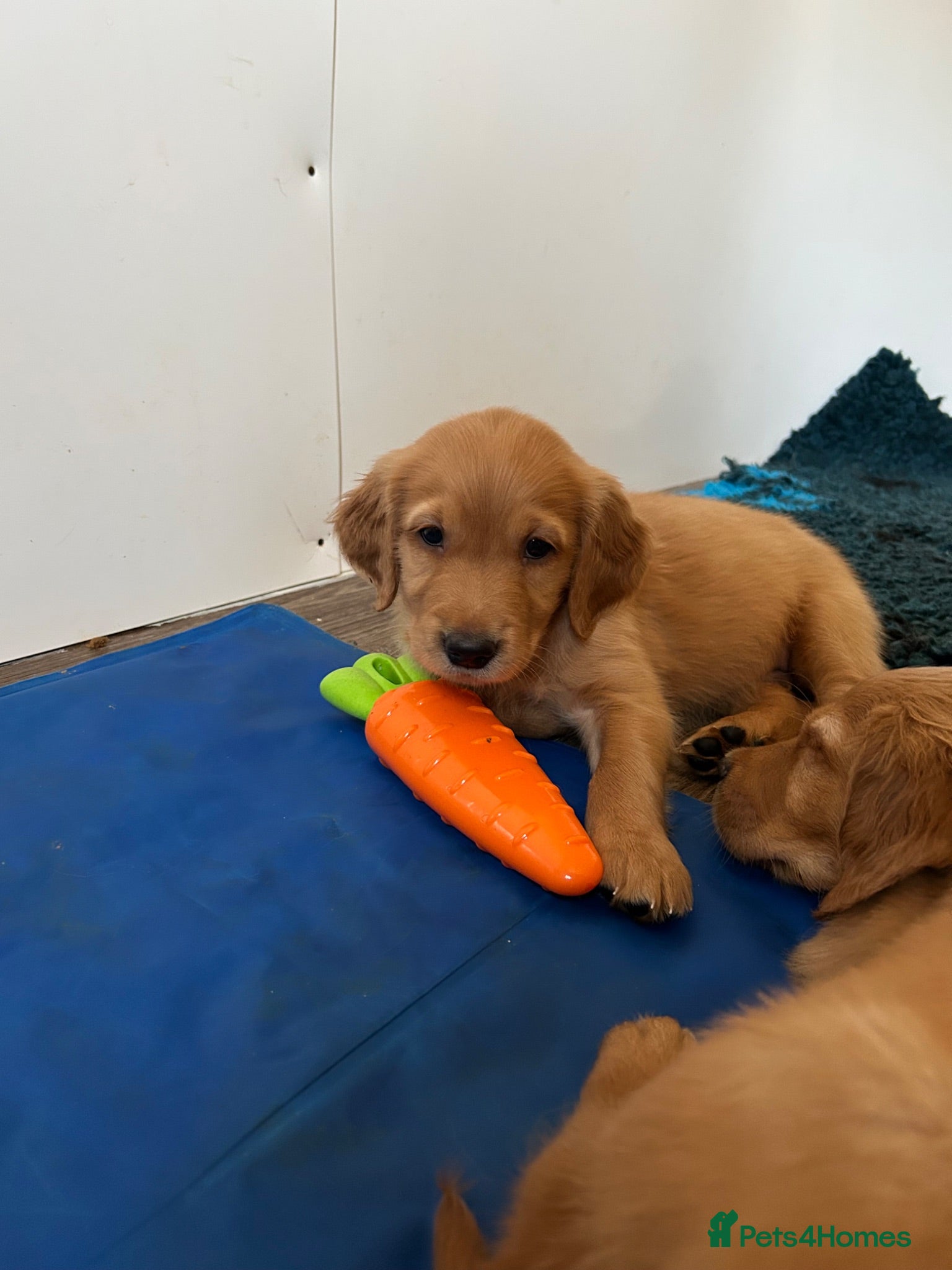 Golden Retriever dogs Beautiful litter of dark red golden retriever pups - Advert 1