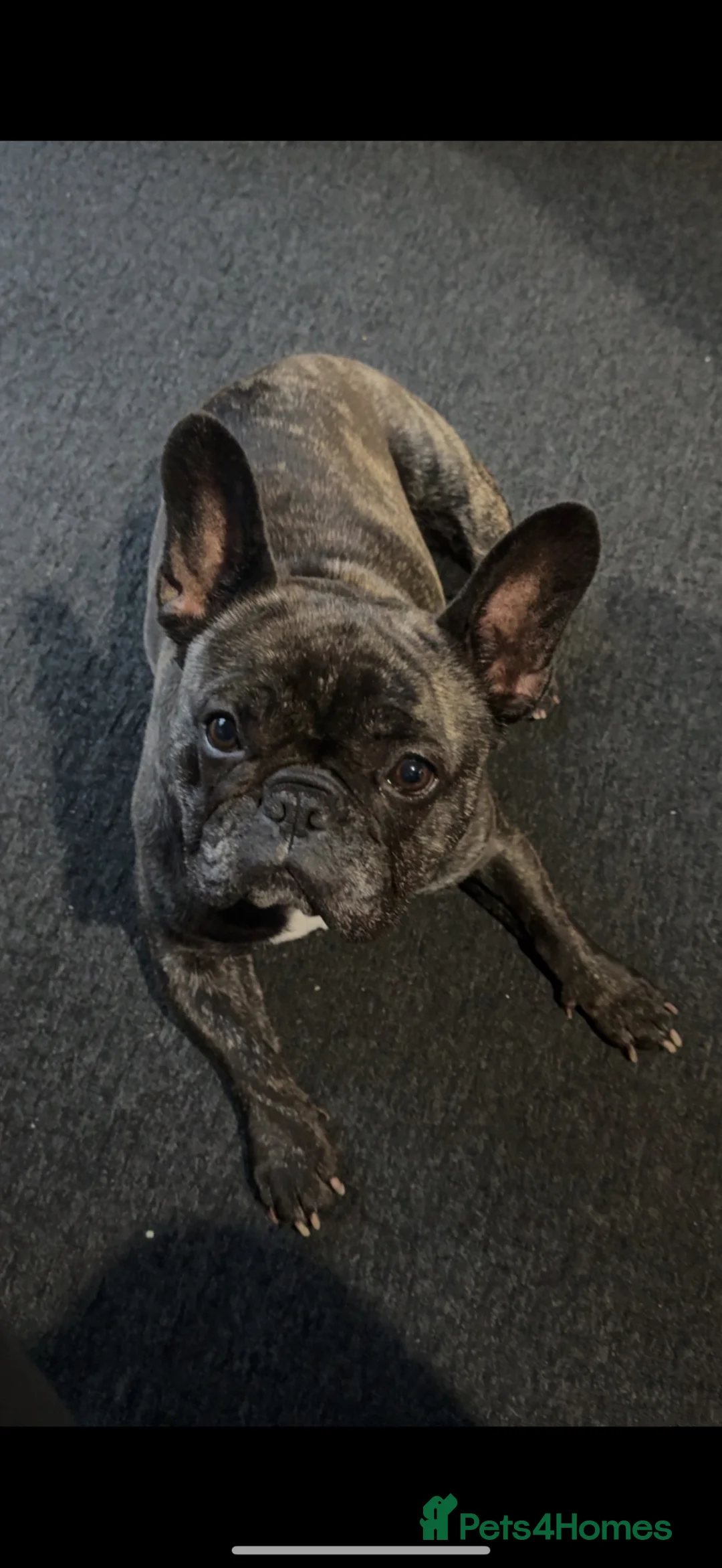French Bulldog dogs for sale: Lovely Pedigree French Bulldog - Advert 2