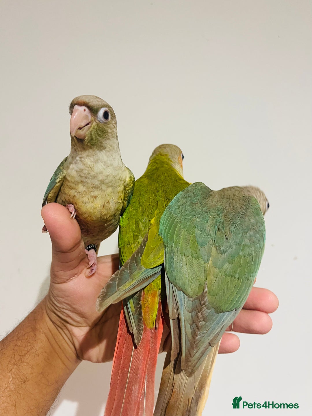 Conures birds for sale: Hand reared conures for sale  - Advert 20