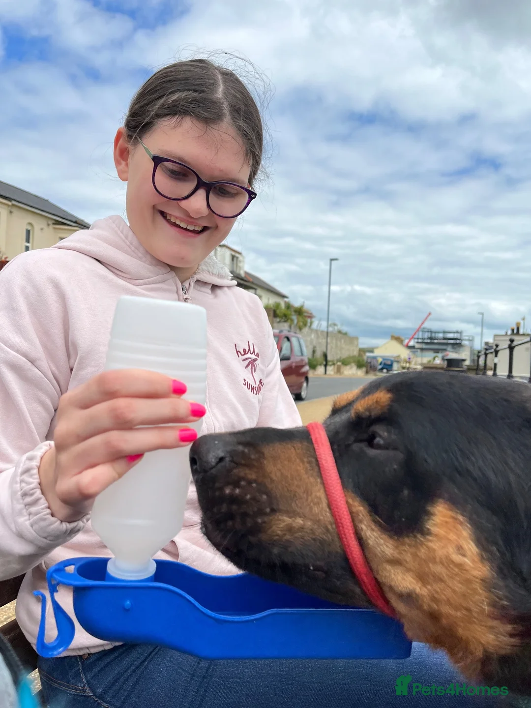Mixed Breed dogs for sale: Neutered dog suitable as a guard dog - Advert 11