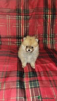 Pomeranian dogs Pomeranian Puppies - Advert 2