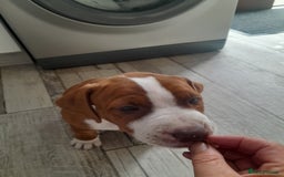 American Bull Staffy dogs for sale: Exceptional  - Image 3