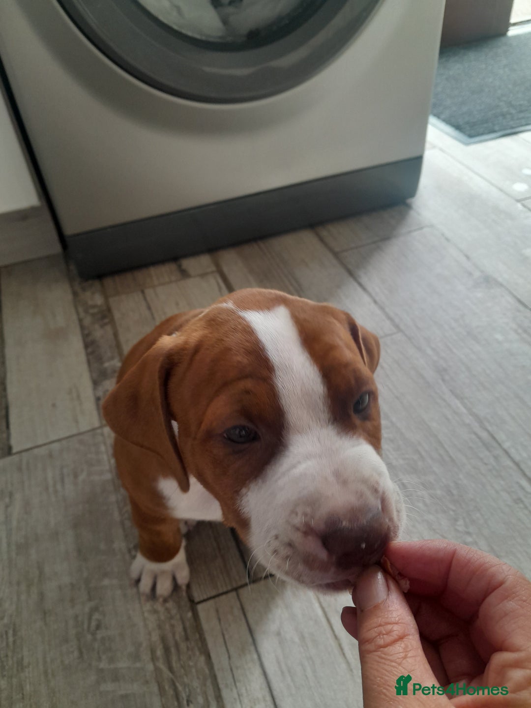American Bull Staffy dogs for sale: Exceptional  - Image 3